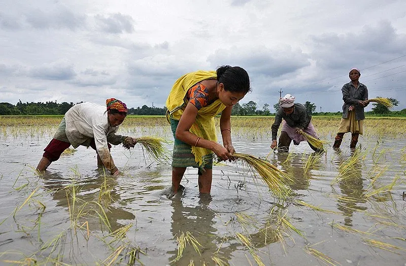 Farmers planting rice by hand in flooded fields in Java